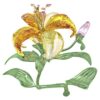Florere Lily Grande