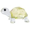 Idyllia, la tortuga bebé Idyllia, la tortuga bebé