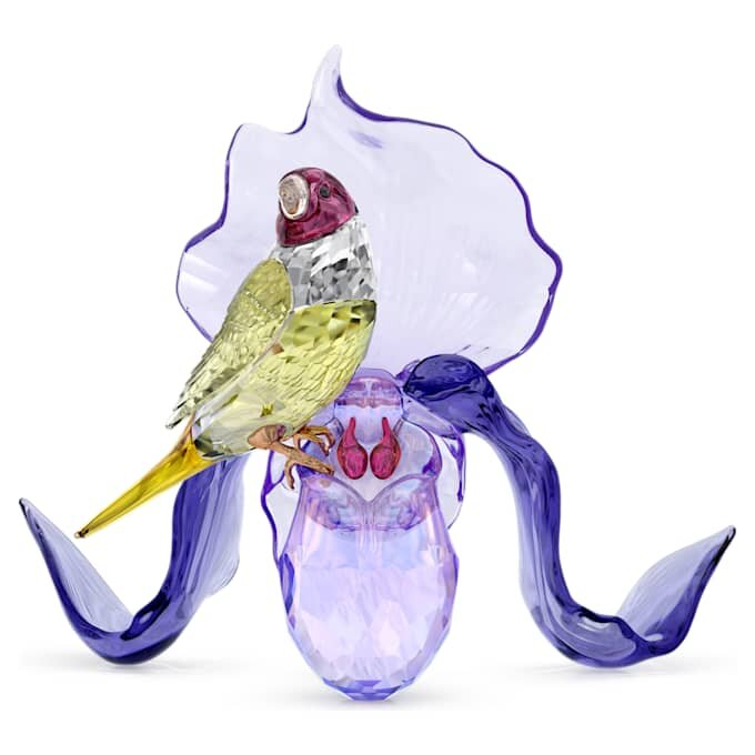 Idyllia: pinzón de Gould y orquídea Idyllia: pinzón de Gould y orquídea