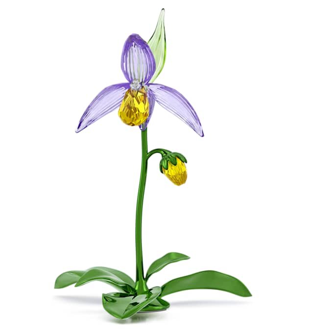 Orquídea zapatito de dama Florere Orquídea zapatito de dama Florere
