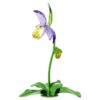 Orquídea zapatito de dama Florere Orquídea zapatito de dama Florere