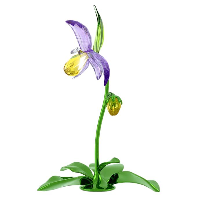 Orquídea zapatito de dama Florere Orquídea zapatito de dama Florere