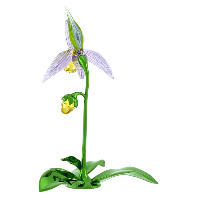 Orquídea zapatito de dama Florere Orquídea zapatito de dama Florere