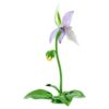 Orquídea zapatito de dama Florere Orquídea zapatito de dama Florere
