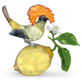 Papamoscas real de Idyllia
